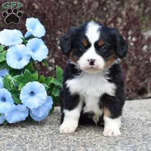 Oakley, Miniature Bernese Mountain Dog Puppy