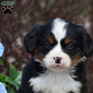 Oakley, Miniature Bernese Mountain Dog Puppy
