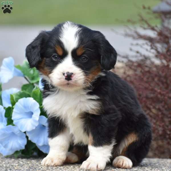 Oakley, Miniature Bernese Mountain Dog Puppy