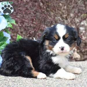 Oakley, Miniature Bernese Mountain Dog Puppy