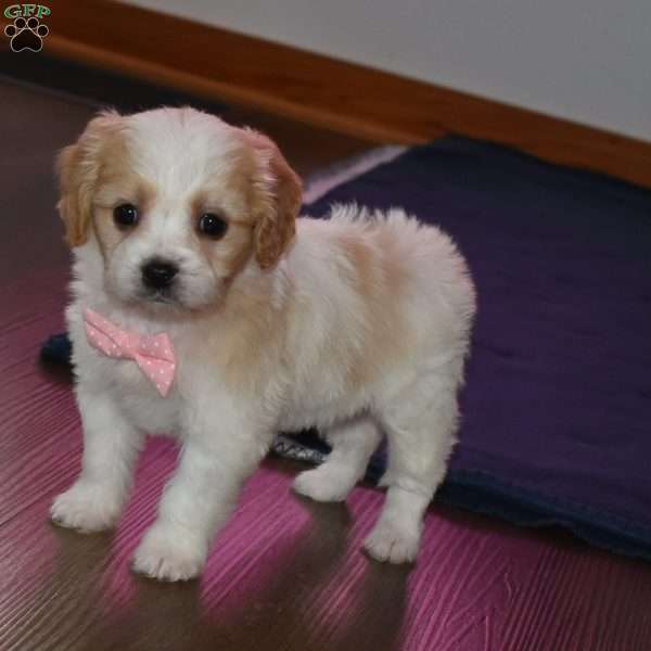 Princess, Cavachon Puppy