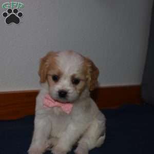 Princess, Cavachon Puppy