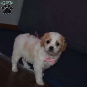 Princess, Cavachon Puppy