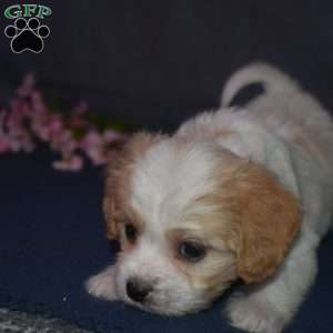 Princess, Cavachon Puppy