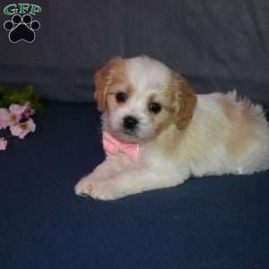 Princess, Cavachon Puppy