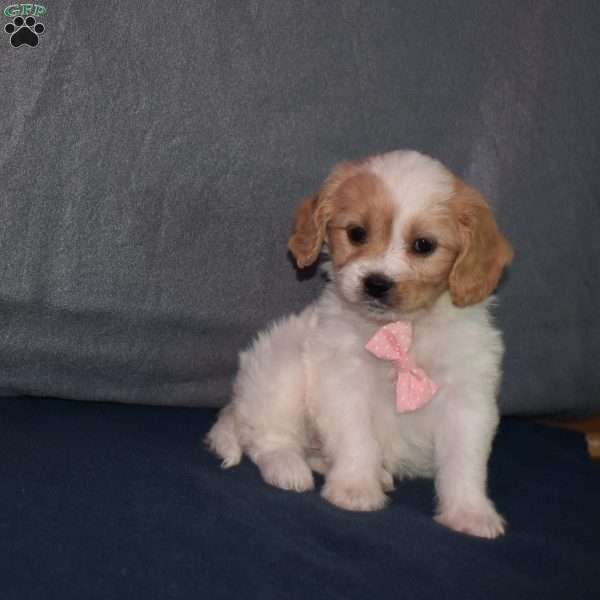 Peaches, Cavachon Puppy