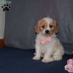 Peaches, Cavachon Puppy
