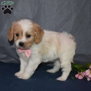 Peaches, Cavachon Puppy