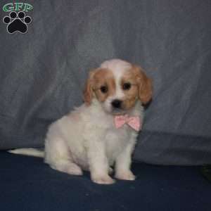 Peaches, Cavachon Puppy