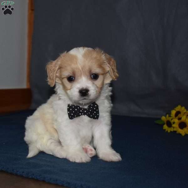 Pirate, Cavachon Puppy