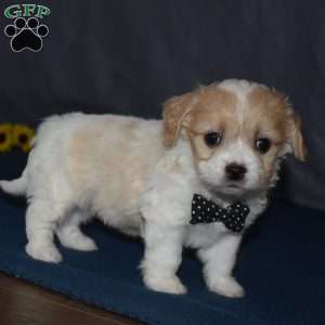 Pirate, Cavachon Puppy