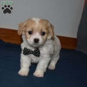 Pirate, Cavachon Puppy