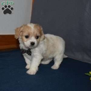 Pirate, Cavachon Puppy