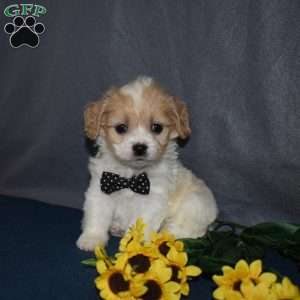 Pirate, Cavachon Puppy