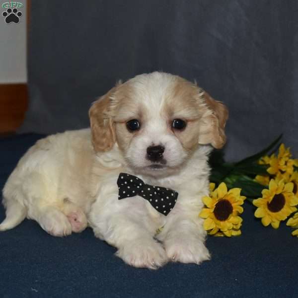 Pluto, Cavachon Puppy