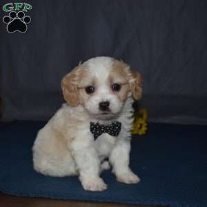 Pluto, Cavachon Puppy