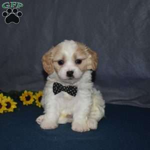 Pluto, Cavachon Puppy