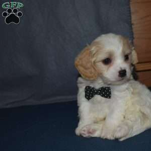 Pluto, Cavachon Puppy