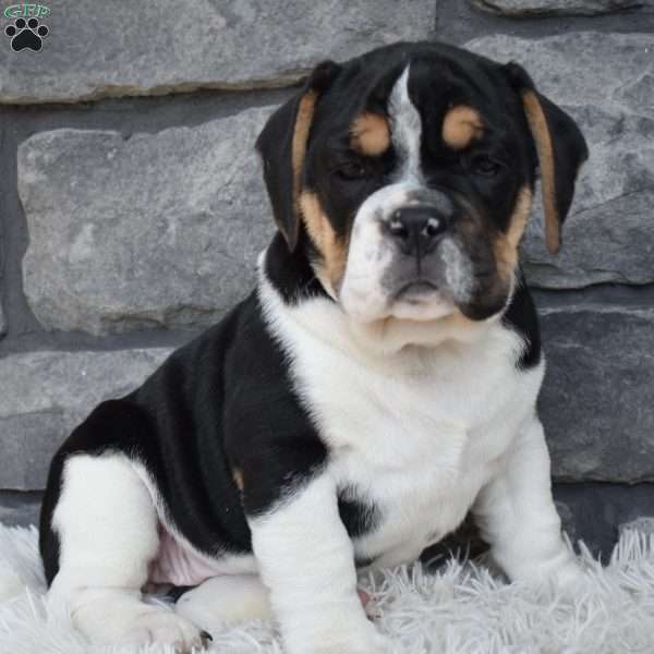 Marley, Beabull Puppy
