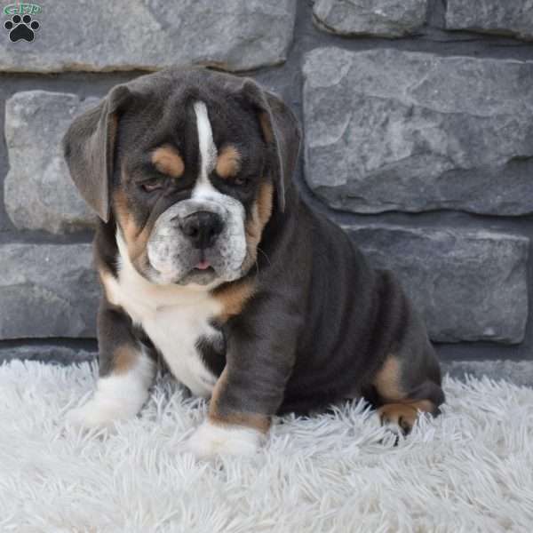 Maple, Beabull Puppy
