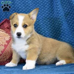 Averly, Pembroke Welsh Corgi Puppy