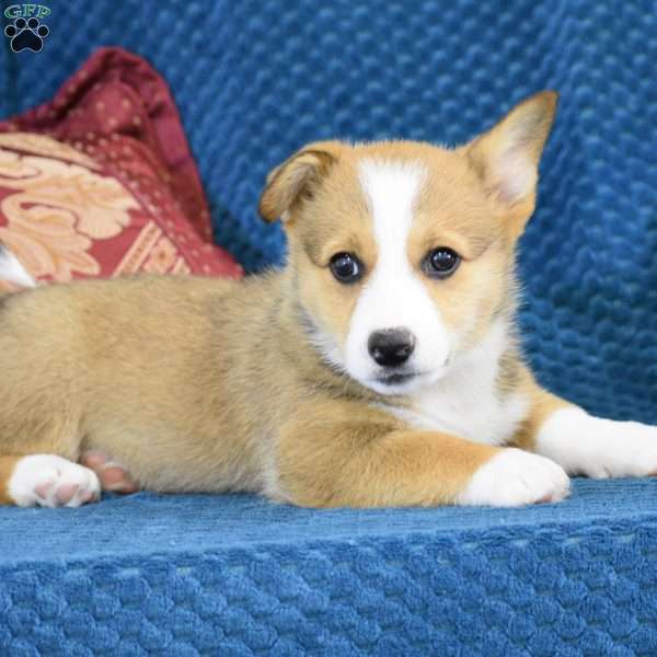 Averly, Pembroke Welsh Corgi Puppy