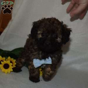 Batman, Forever Puppy