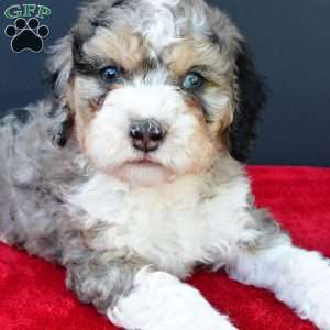 Erik, Mini Sheepadoodle Puppy