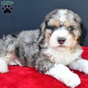 Erik, Mini Sheepadoodle Puppy