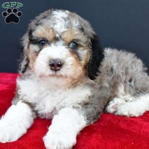 Erik, Mini Sheepadoodle Puppy