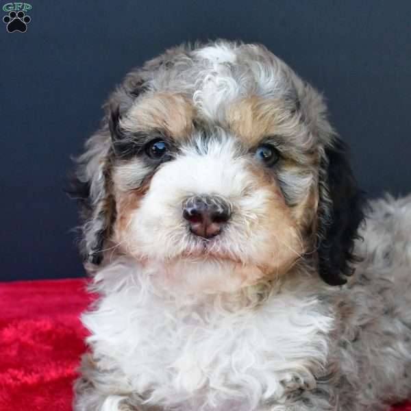Erik, Mini Sheepadoodle Puppy