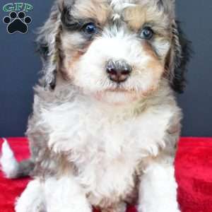 Erik, Mini Sheepadoodle Puppy