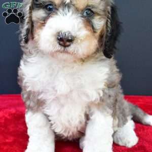 Erik, Mini Sheepadoodle Puppy