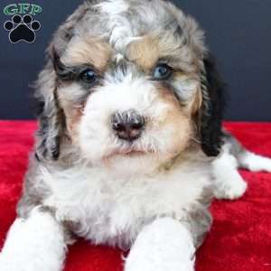 Erik, Mini Sheepadoodle Puppy