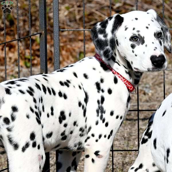 Gotcha, Dalmatian Puppy