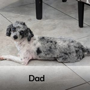 dad
