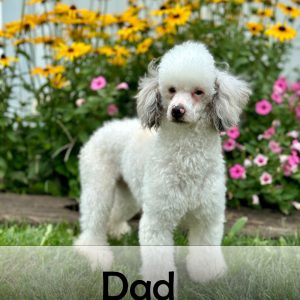 dad
