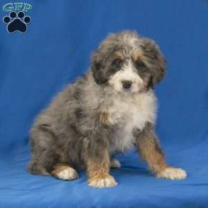 Cooper, Mini Bernedoodle Puppy