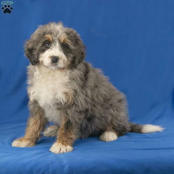 Cooper, Mini Bernedoodle Puppy