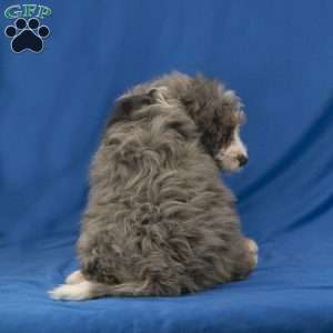 Cooper, Mini Bernedoodle Puppy