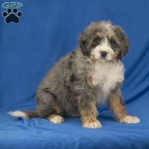Cooper, Mini Bernedoodle Puppy