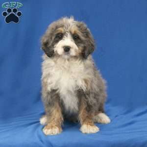 Cooper, Mini Bernedoodle Puppy