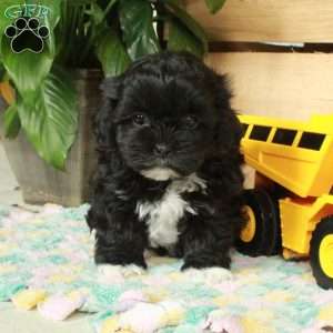 Daffodil, Shih-Poo Puppy