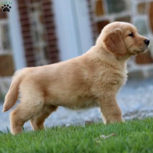 Daffodil, Golden Retriever Puppy