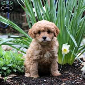 Daffodil, Cavapoo Puppy