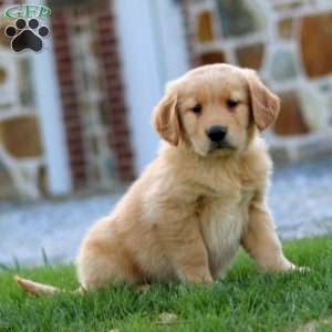 Daffodil, Golden Retriever Puppy