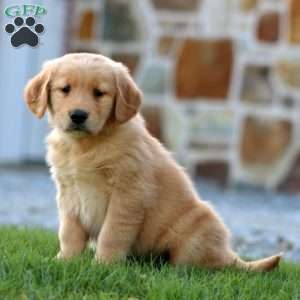 Daffodil, Golden Retriever Puppy