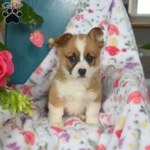 Daisy, Pembroke Welsh Corgi Puppy