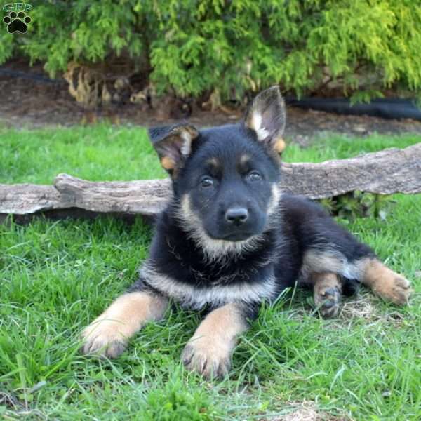 Daisy, German Shepherd Puppy