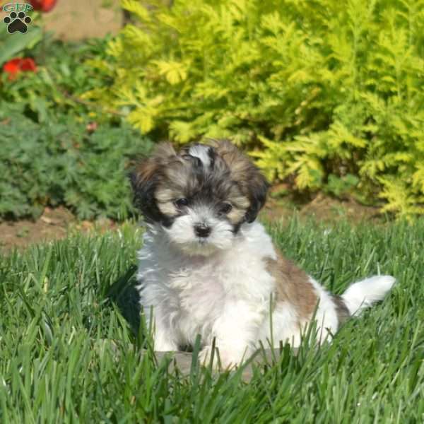 Daisy, Teddy Bear Puppy